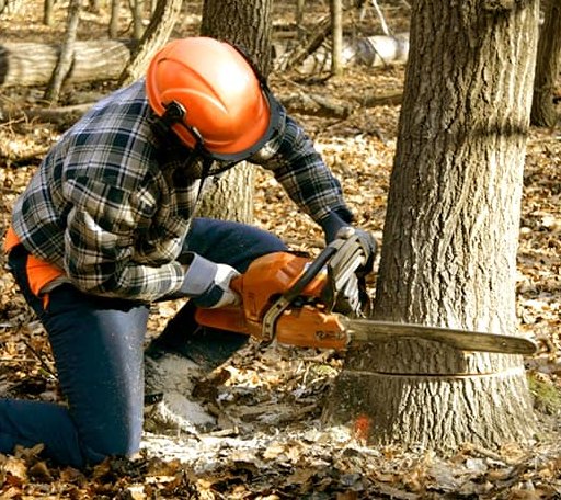 Tree Removal in Dunlo, PA